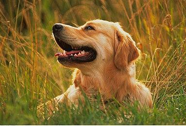 《落日山丘》将于今年暑期上线 登陆PC及Switch